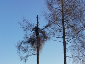 Wycinka drzew. Świat Zieleni. Usługi ogrodnicze. Pielęgnacja zieleni.